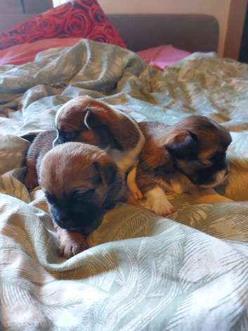 Pekingese Cross terrier