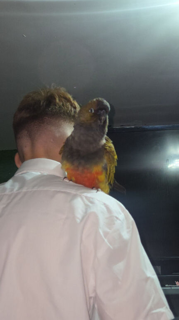 Pantagnion conures