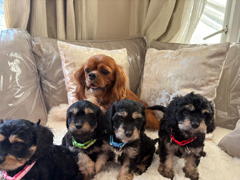 5 gorgeous Cavapoo puppies