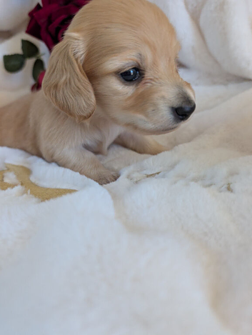 Long haired stunning puppies please read advert