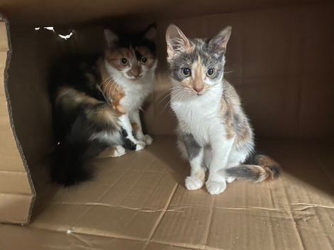 Two cats