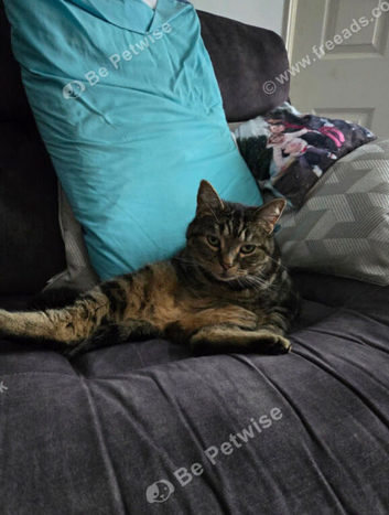 Meet gizmo