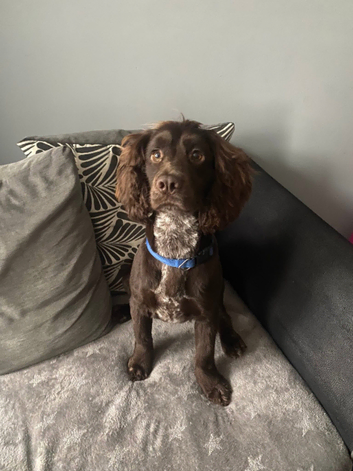 Sprocker dog available for stud