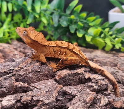 Crested Gecko's