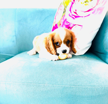 KC Registered Blenheim puppies