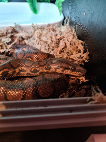 BRAZILIAN RAINBOW BOA.