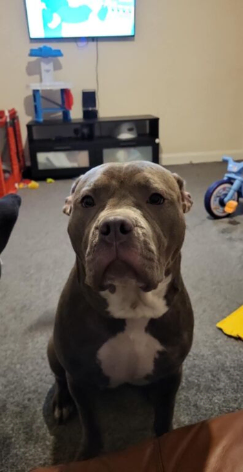 Staffy x American bully