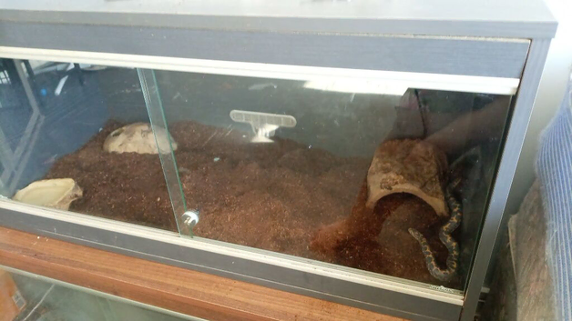 Sand boa