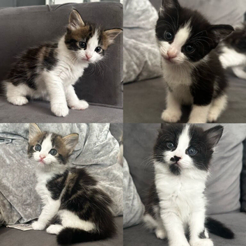 Stunning tabby and tuxedo kittens