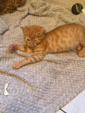 One very cute ginger boy kitten