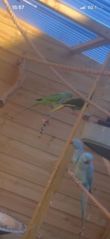 Green ring neck male