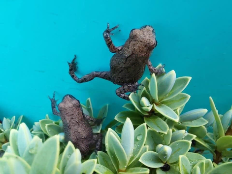 Miyako Toads at Birmingham Reptiles