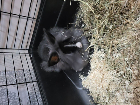 Rabbit  ready for new home