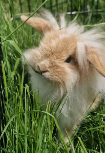 Minilionlop Boy
