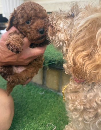 A adorable boy toy poodle