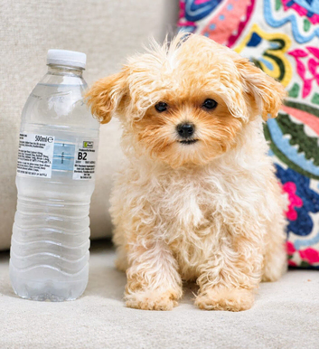 Amazing Korean/Asian Tiny Maltipoo Puppies