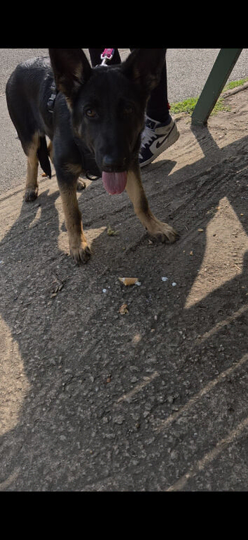 Female german shepherd