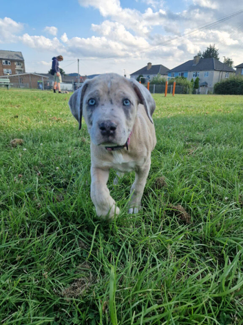 Beautiful Cane Corso cross Indian Mastiff puppies