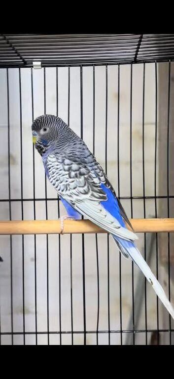 Malenistic spangle budgie