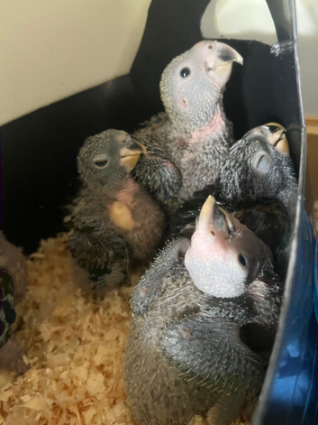 Cuddly hand reared baby Panama Amazon parrots