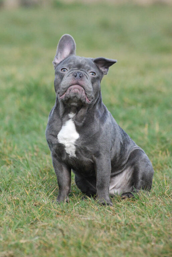 Stitch 4 year old Male