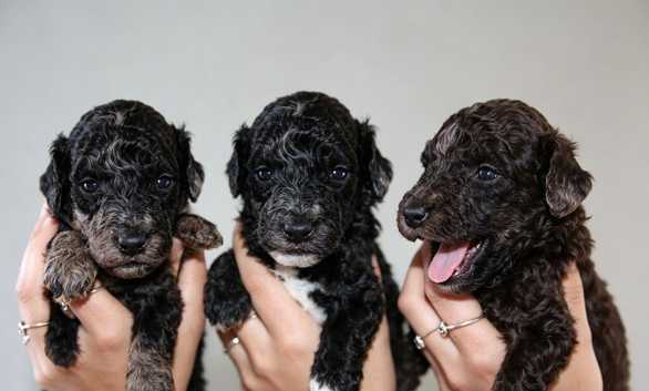 Health tested miniature poodle puppies