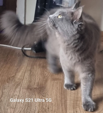 Blue female queen maine coon