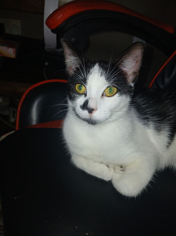 6 month old kitten