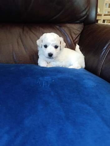 Pedigree Bichon Frise pups