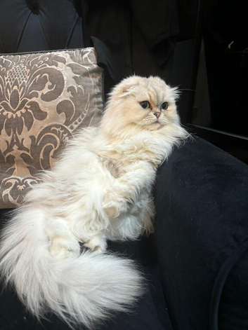 Pedigree white female Scottish fold cat