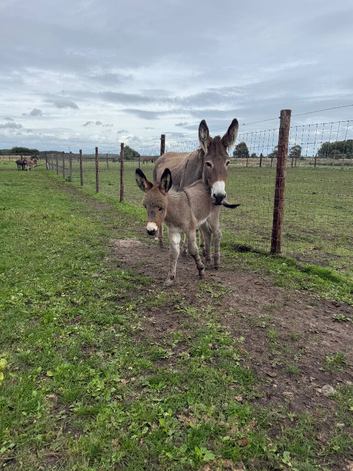 Beau and Bambi Jenny with Jenny foal at foot
