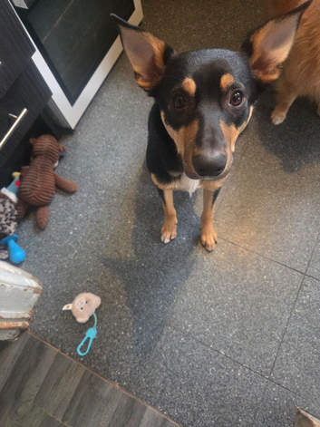 7 month old border collie cross