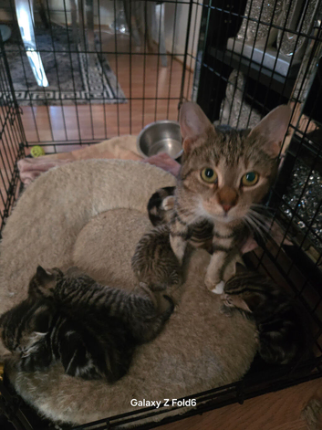 Polydactyl kitten