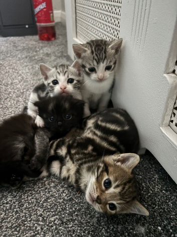 3 beautiful Scottish fold/straight kittens for sale