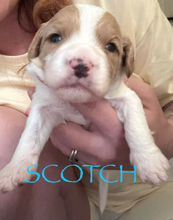 Red cavapoo puppies!