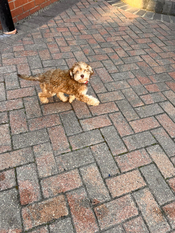Cockapoo puppies ready for forever home