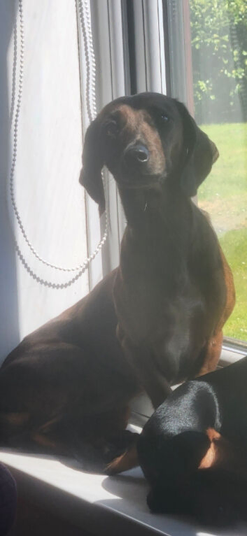 Female daschund