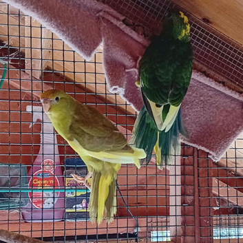Red fronted and yellow fronted kakarikis