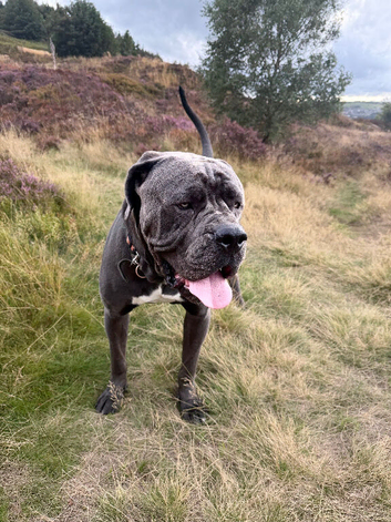 Cane Corso Boy Looking for His Forever Home ️