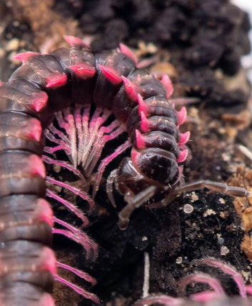 Pink Dragon Millipedes For Sale