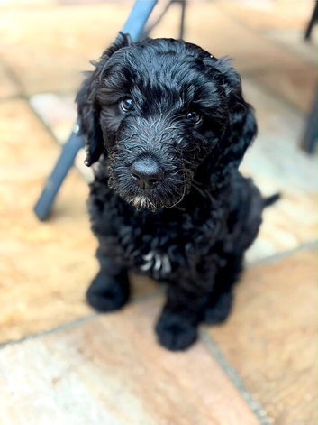 Beautiful goldendoodles x st bernedoodles