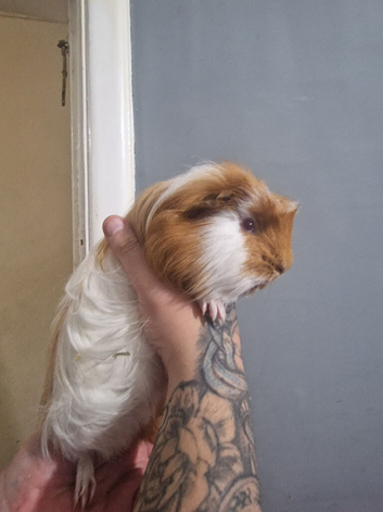 12week old male sheltie for sale!
