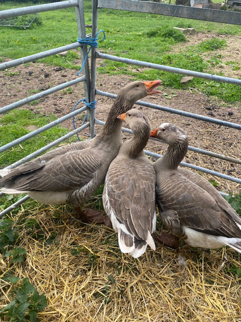 Trio Tolouse  + Ebden geese for sale