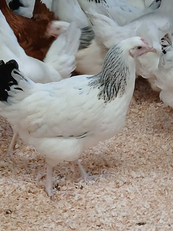 Chicken