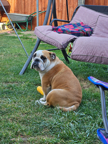 British bulldog