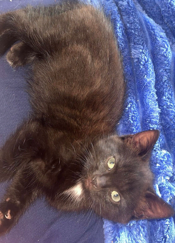 Kitten for sale