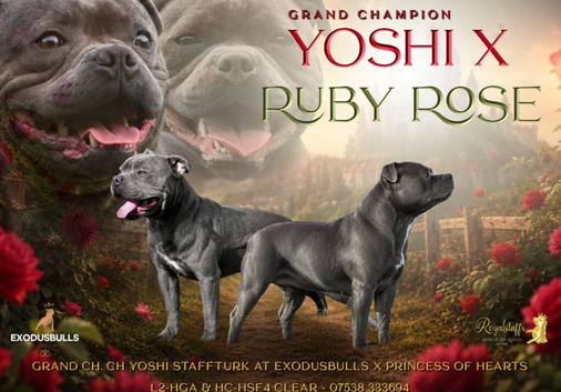 Beautiful KC bloodline champion staffy Puppies