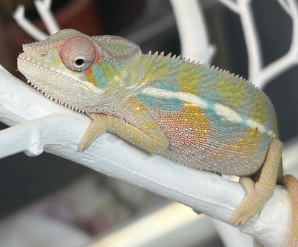 Ambilobe chameleon