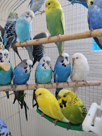 Budgies 2-Month 4 months and 6 months old