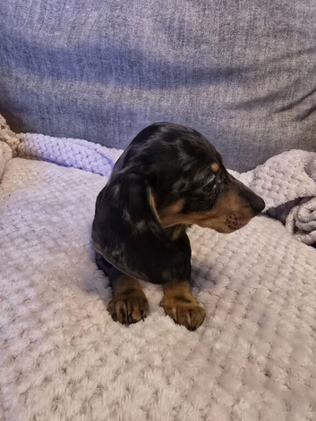 miniature dachshunds